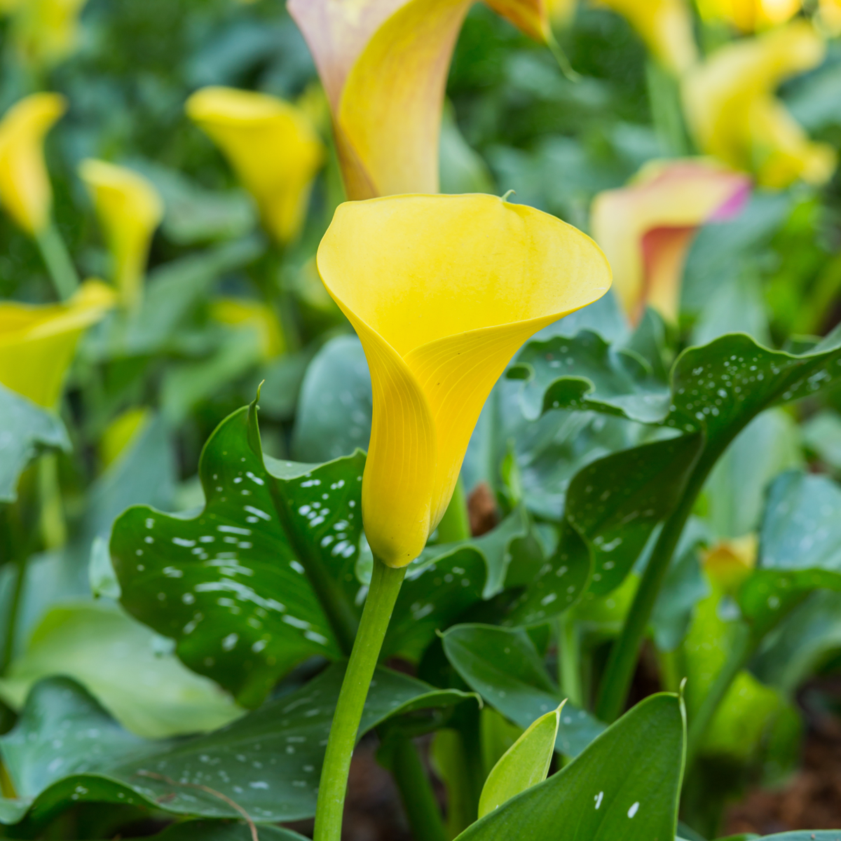 Calla 'Ruby' - Arum - Jaune - Hauteur 30-40cm - ⌀12cm