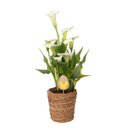 Calla 'Ruby' - White - Height 30-40cm - ⌀12cm