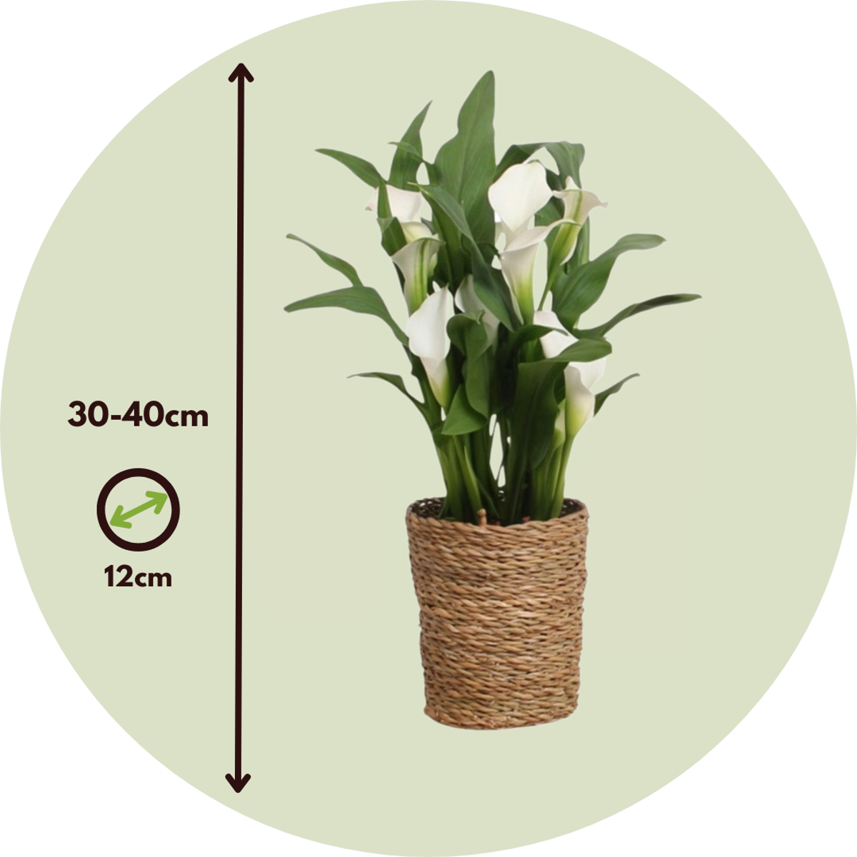 Calla 'Ruby' - Arum - Blanc - Hauteur 30-40cm - ⌀12cm
