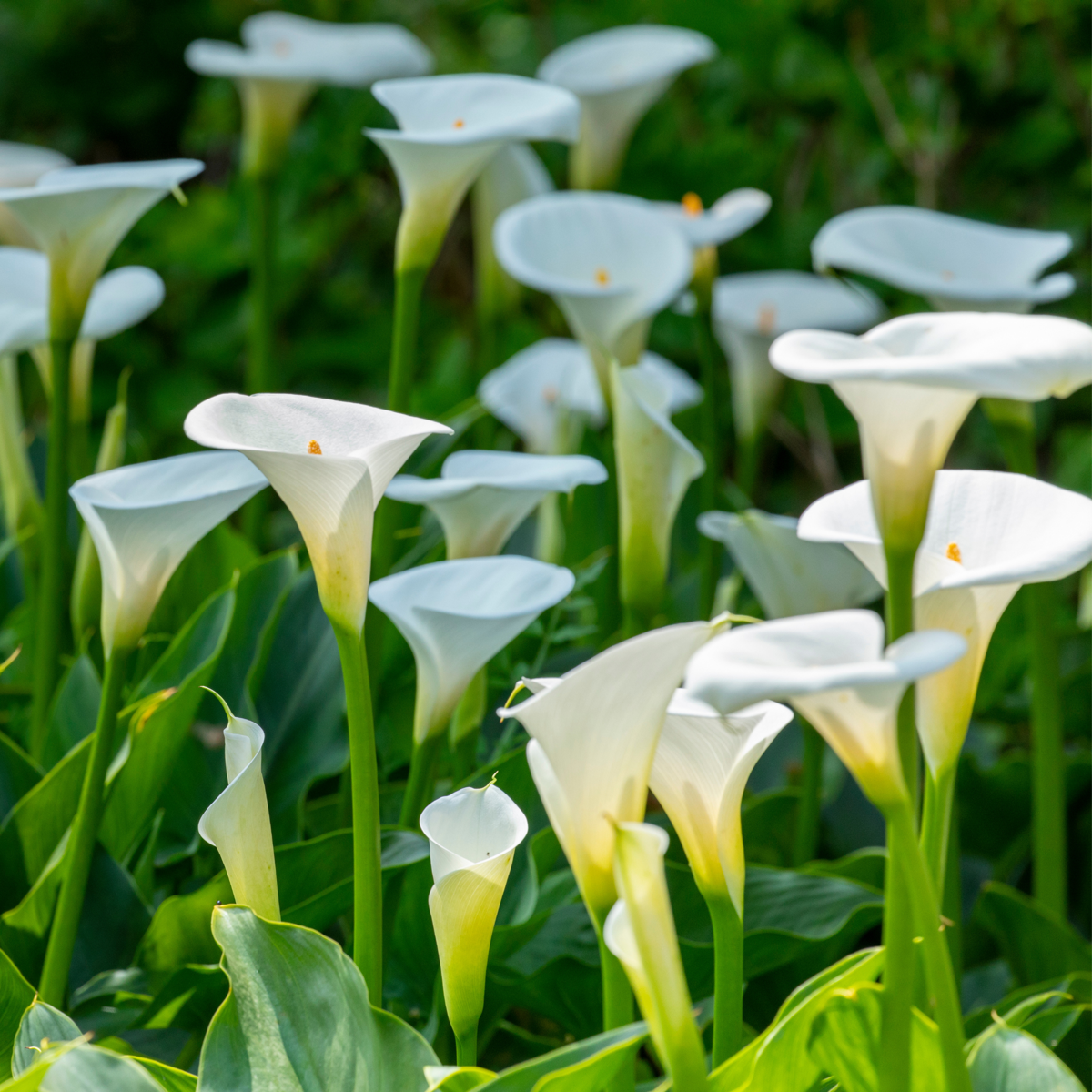 Calla 'Ruby' - Arum - Blanc - Hauteur 30-40cm - ⌀12cm