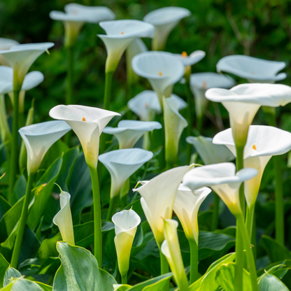 Calla 'Ruby' - Arum - Blanc - Hauteur 30-40cm - ⌀12cm