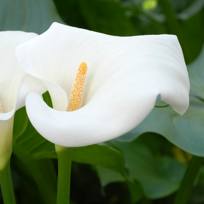 Calla 'Ruby' - Arum - Blanc - Hauteur 30-40cm - ⌀12cm
