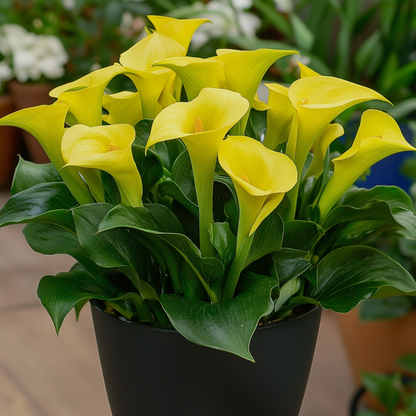 Calla 'Zara' - Arum - Jaune - Hauteur 30-40cm - ⌀12cm