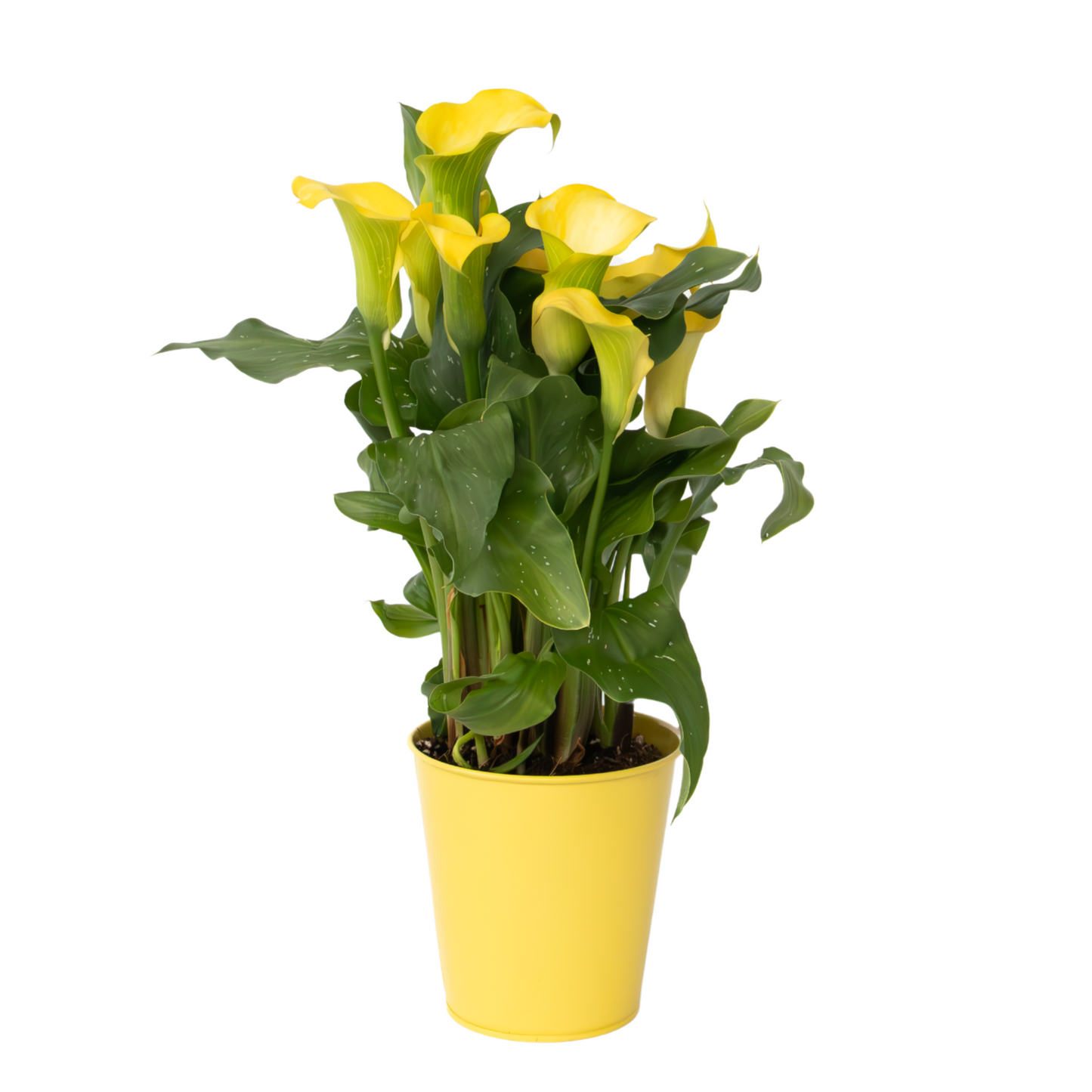 Calla 'Zara' - Arum - Jaune - Hauteur 30-40cm - ⌀12cm