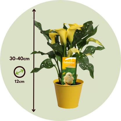 Calla 'Zara' - Arum - Jaune - Hauteur 30-40cm - ⌀12cm