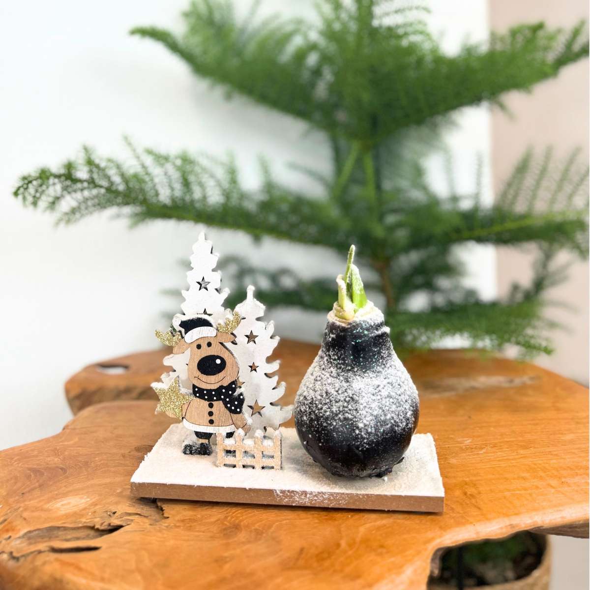 Amaryllis - Hippeastrum 'Pays des Merveilles Renne'