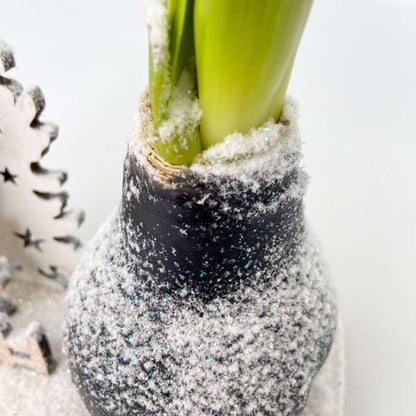 Amaryllis - Hippeastrum 'Pays des Merveilles Renne'