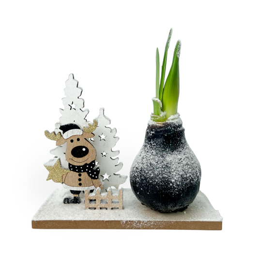 Amaryllis - Hippeastrum 'Pays des Merveilles Renne'