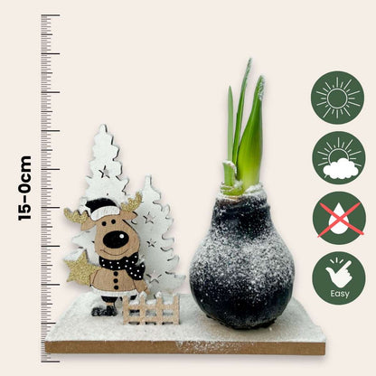 Amaryllis - Hippeastrum 'Pays des Merveilles Renne'