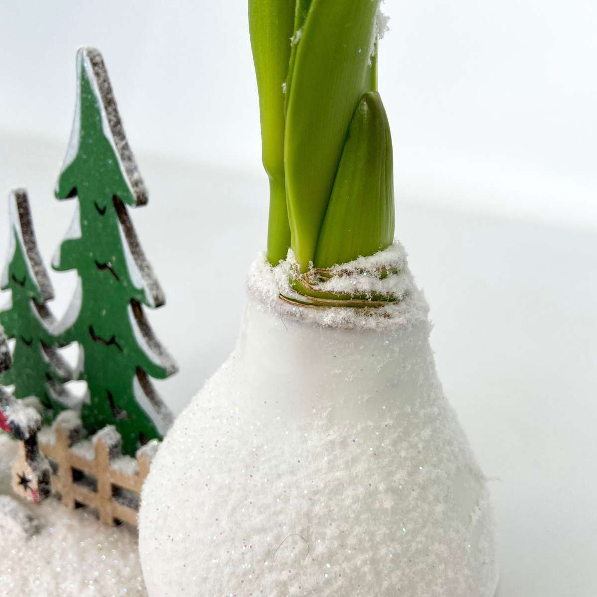 Amaryllis - Hippeastrum 'Pays des Merveilles Père Noël'