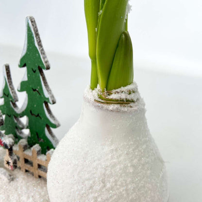 Amaryllis - Hippeastrum 'Pays des Merveilles Père Noël'