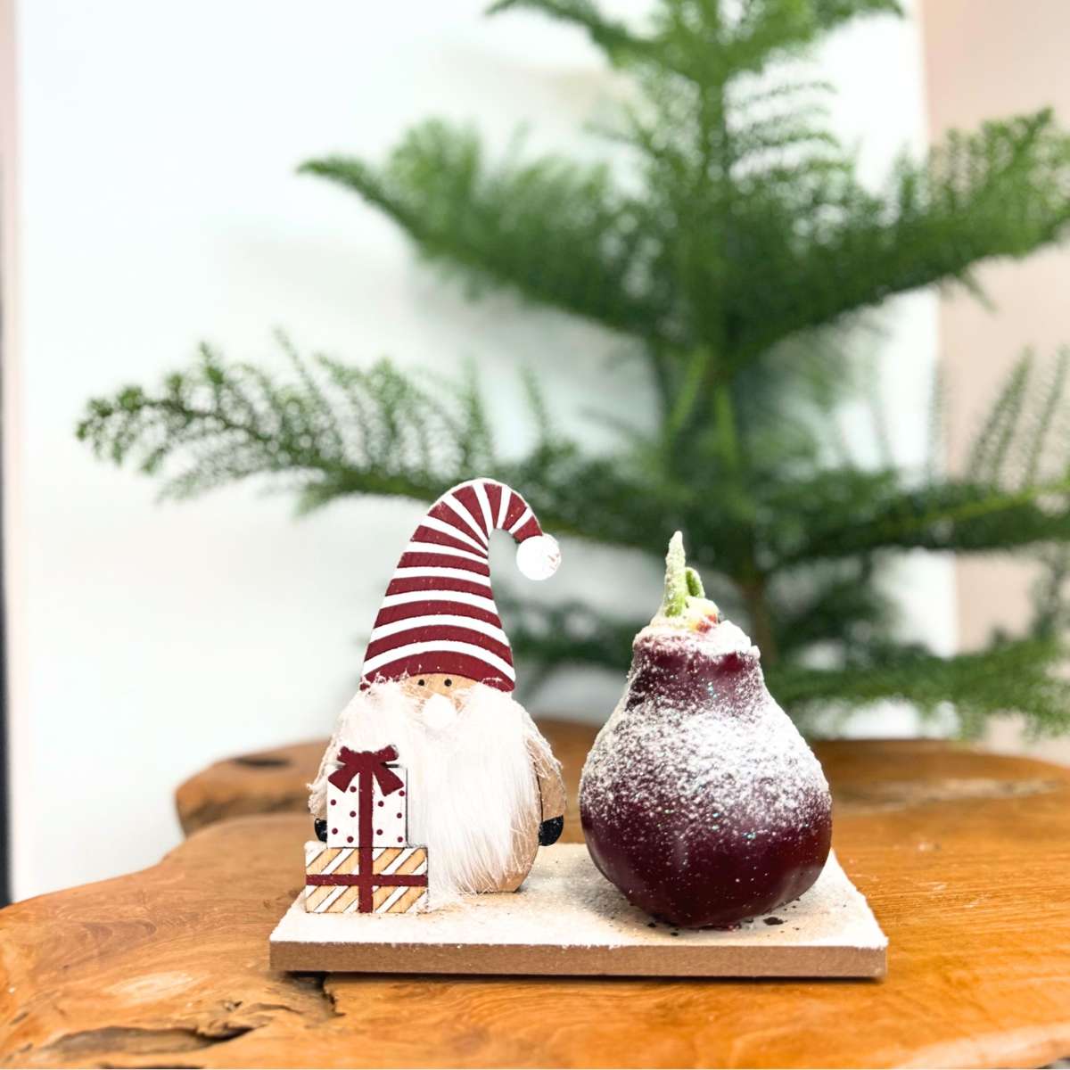 Amaryllis - Hippeastrum 'Pays des Merveilles Lutin'