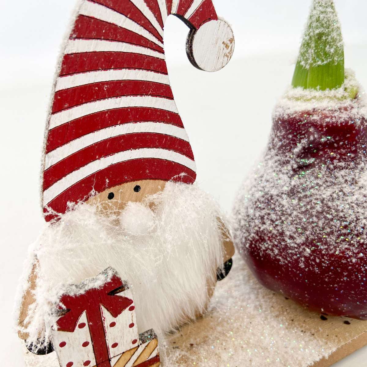 Amaryllis - Hippeastrum 'Pays des Merveilles Lutin'