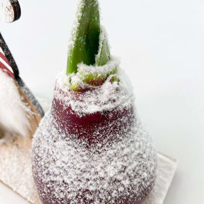 Amaryllis - Hippeastrum 'Pays des Merveilles Lutin'