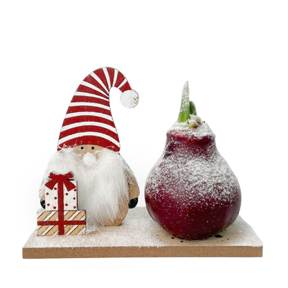 Amaryllis - Hippeastrum 'Pays des Merveilles Lutin'