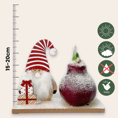 Amaryllis - Hippeastrum 'Pays des Merveilles Lutin'