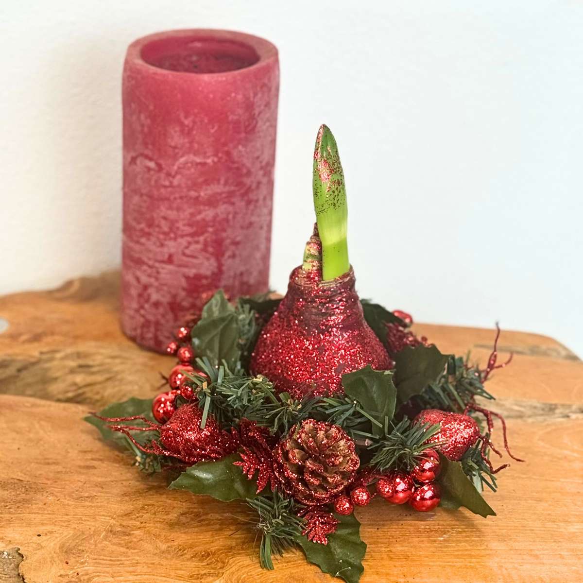 Amaryllis - Hippeastrum 'Couronne de Noël Mix'