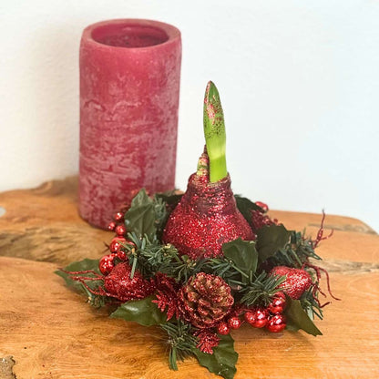 Amaryllis - Hippeastrum 'Couronne de Noël Mix'