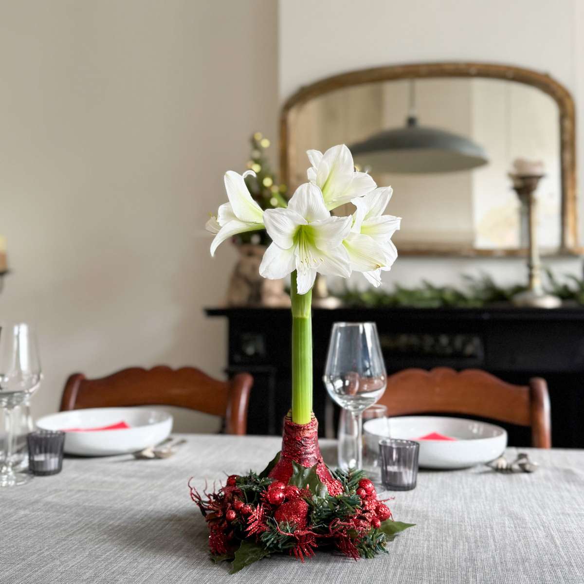 Amaryllis - Hippeastrum 'Couronne de Noël' - Rouge