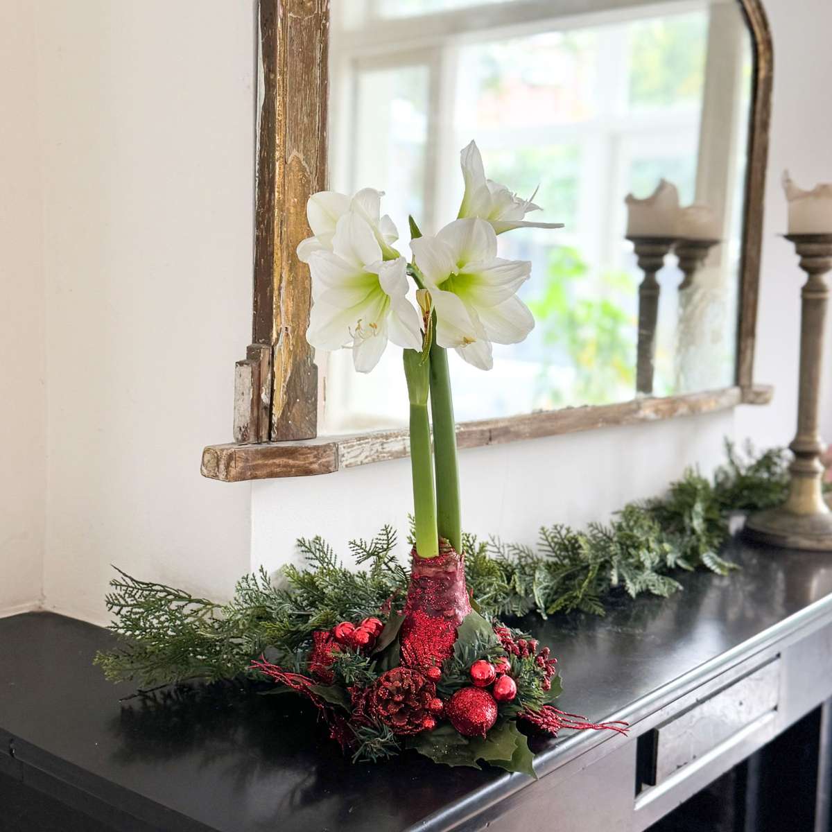 Amaryllis - Hippeastrum 'Couronne de Noël' - Rouge