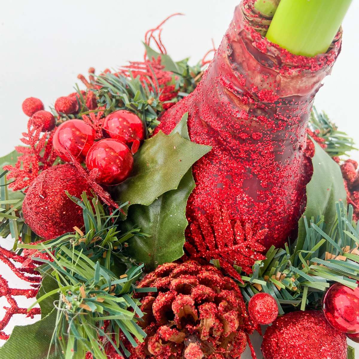 Amaryllis - Hippeastrum 'Couronne de Noël Mix'