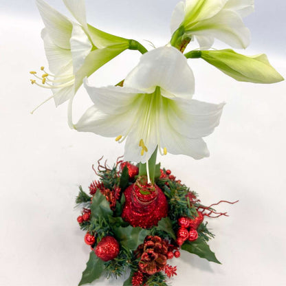 Amaryllis - Hippeastrum 'Couronne de Noël' - Rouge