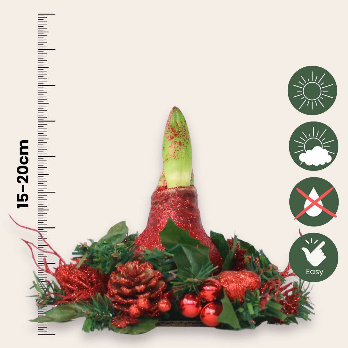 Amaryllis - Hippeastrum 'Couronne de Noël Mix'