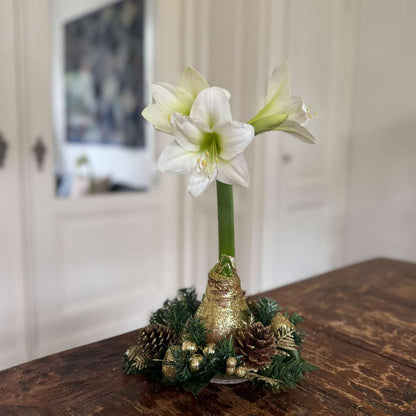 Amaryllis - Hippeastrum 'Couronne de Noël' - Or