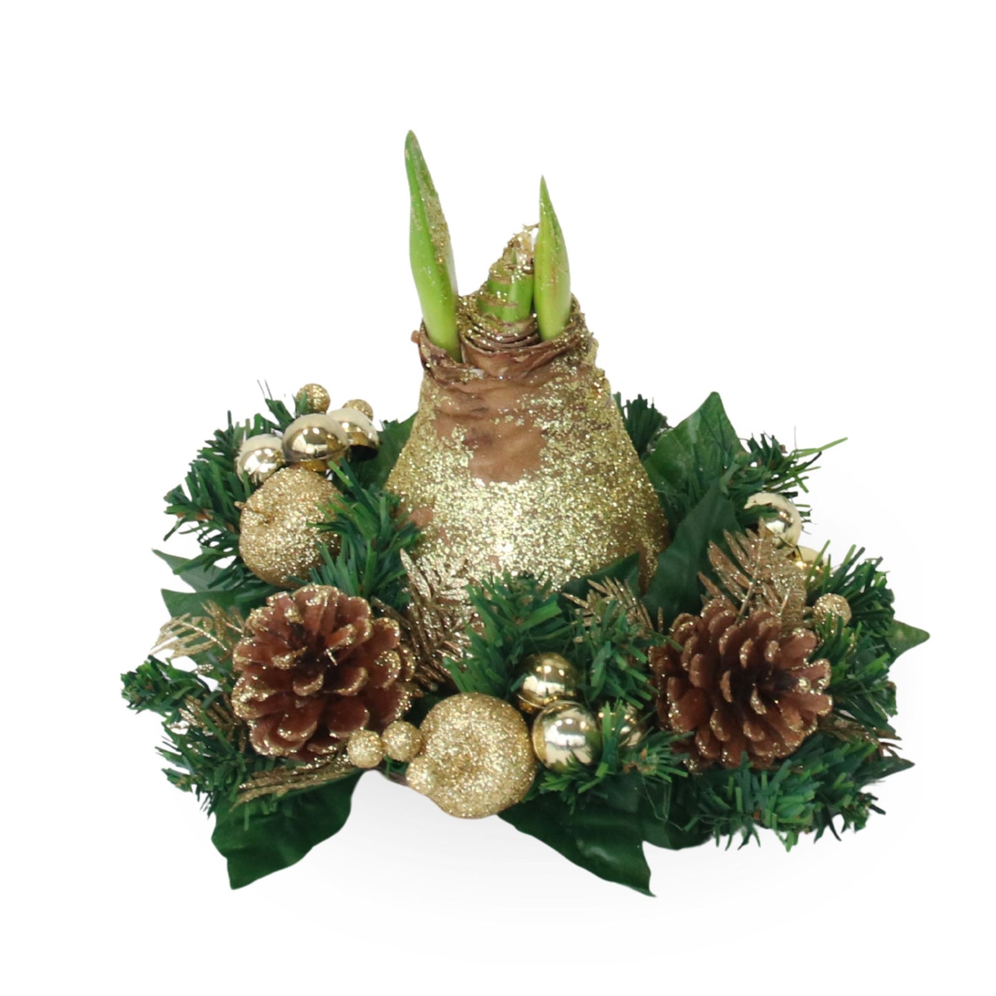 Amaryllis - Hippeastrum 'Couronne de Noël' - Or