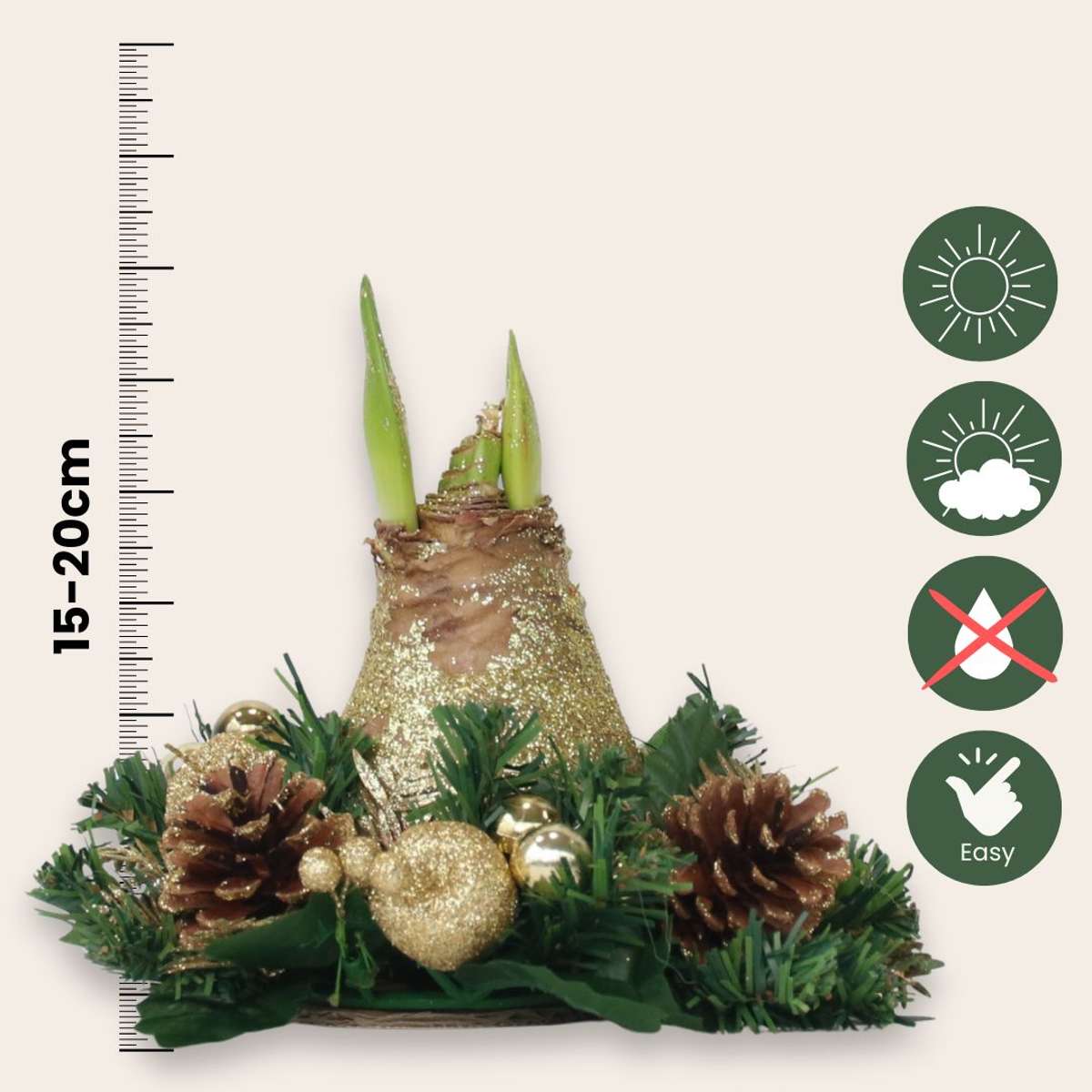 Amaryllis - Hippeastrum 'Couronne de Noël' - Or