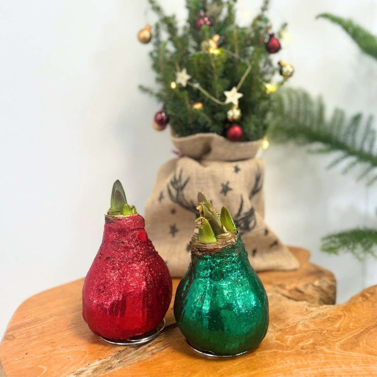 Amaryllis - Hippeastrum 'Duo Scintillant' - Rouge et Vert