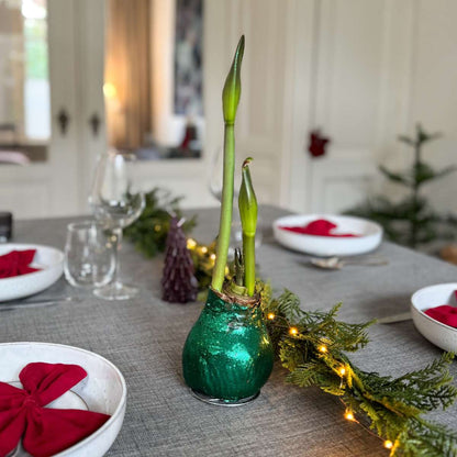 Amaryllis - Hippeastrum 'Duo Scintillant' - Rouge et Vert