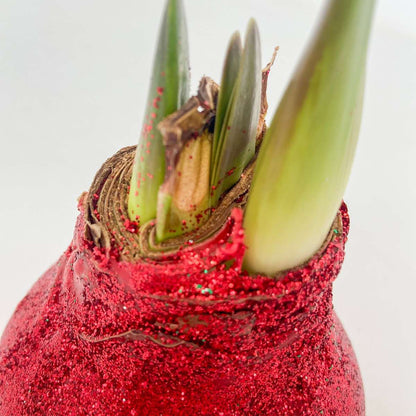 Amaryllis - Hippeastrum 'Duo Scintillant' - Rouge et Vert