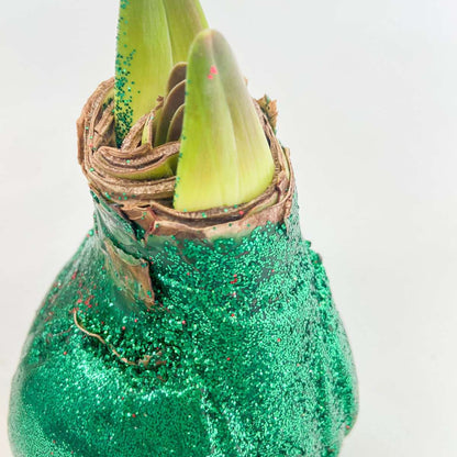 Amaryllis - Hippeastrum 'Duo Scintillant' - Rouge et Vert