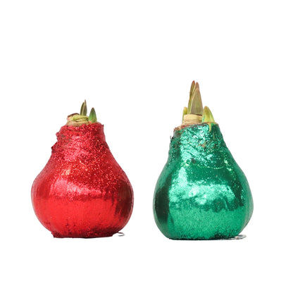 Amaryllis - Hippeastrum 'Duo Scintillant' - Rouge et Vert