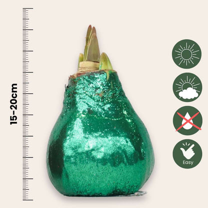 Amaryllis - Hippeastrum 'Duo Scintillant' - Rouge et Vert