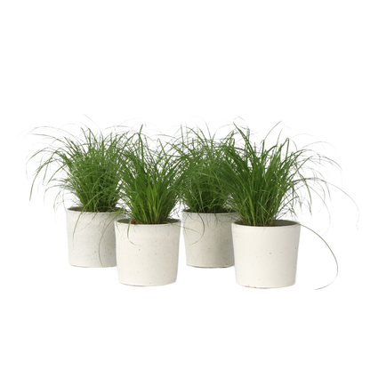 Herbe à chat - Set de 4 - Cyperus zumula - Hauteur 30-40cm - ⌀12cm