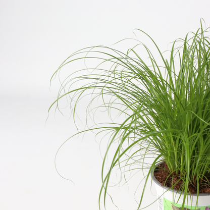 Herbe à chat - Set de 6 - Cyperus zumula - Hauteur 30-40cm - ⌀12cm