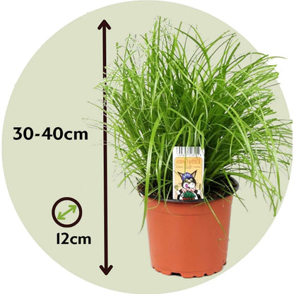 Herbe à chat - Set de 6 - Cyperus zumula - Hauteur 30-40cm - ⌀12cm