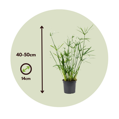Papyrus - Set de 2 - Cyperus alternifolius - Hauteur 40-50cm - ⌀14cm