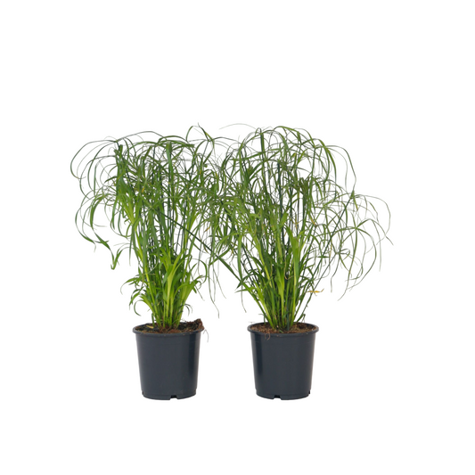 Umbrella plant - 4 pcs. - Cyperus alternifolius - Height 40-50cm - ⌀14cm