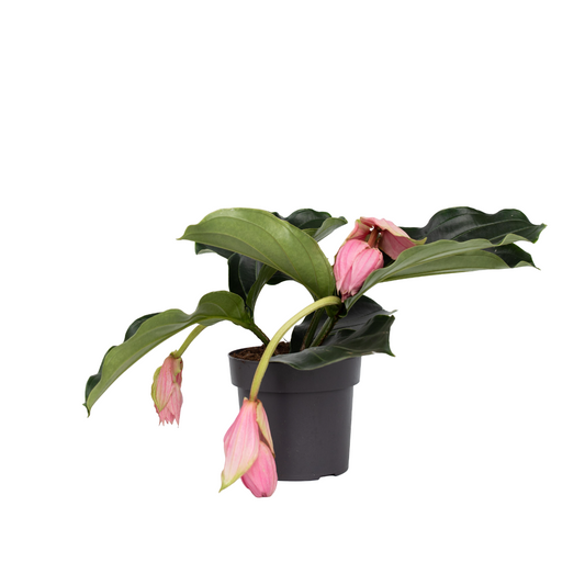 Rose grape - Medinilla magnifica - Height 40-50cm - ⌀17cm
