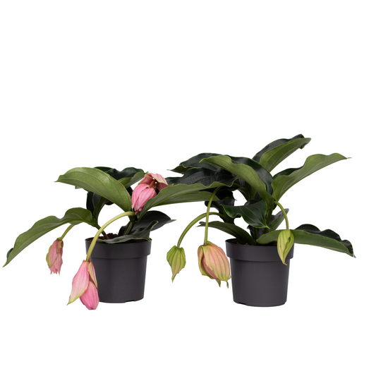 Rose grape - 2 pcs. - Medinilla magnifica - Height 40-50cm - ⌀17cm
