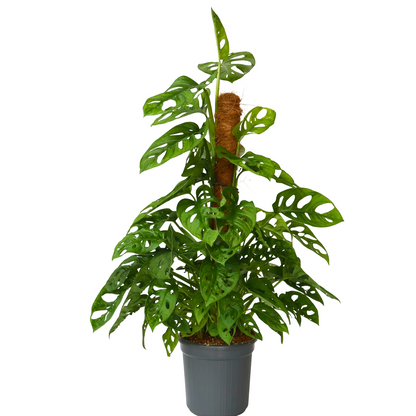 Plante à trous - Monstera adansonii 'Monkey Mask' - Hauteur 60-70cm - ⌀16cm