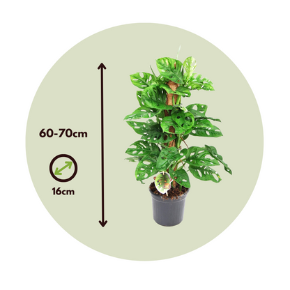 Plante à trous - Set de 2 - Monstera adansonii 'Monkey Mask' - H60-70cm - ⌀16cm