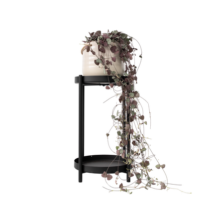 Chaîne des cœurs - Ceropegia linearis Woodii - Hauteur 20-30cm - ⌀14cm