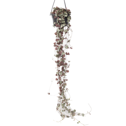Chaîne des cœurs - Ceropegia linearis Woodii - Hauteur 20-30cm - ⌀14cm