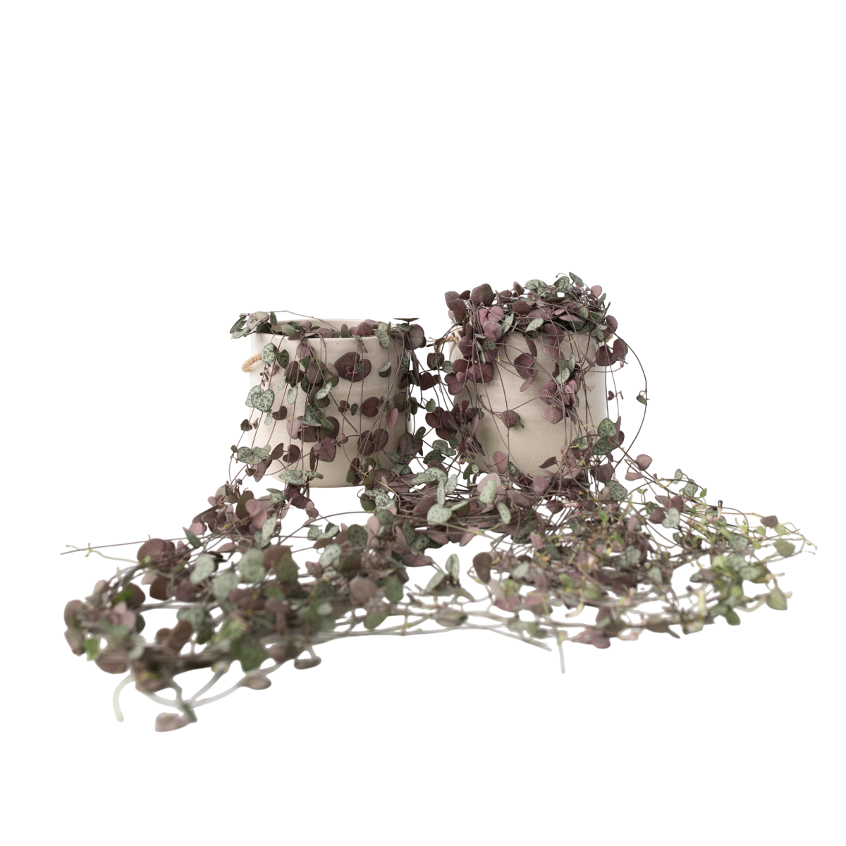 Chaîne des cœurs - Set de 2 - Ceropegia linearis Woodii - H20-30cm - ⌀14cm