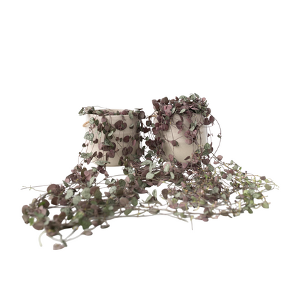 Chaîne des cœurs - Set de 2 - Ceropegia linearis Woodii - H20-30cm - ⌀14cm