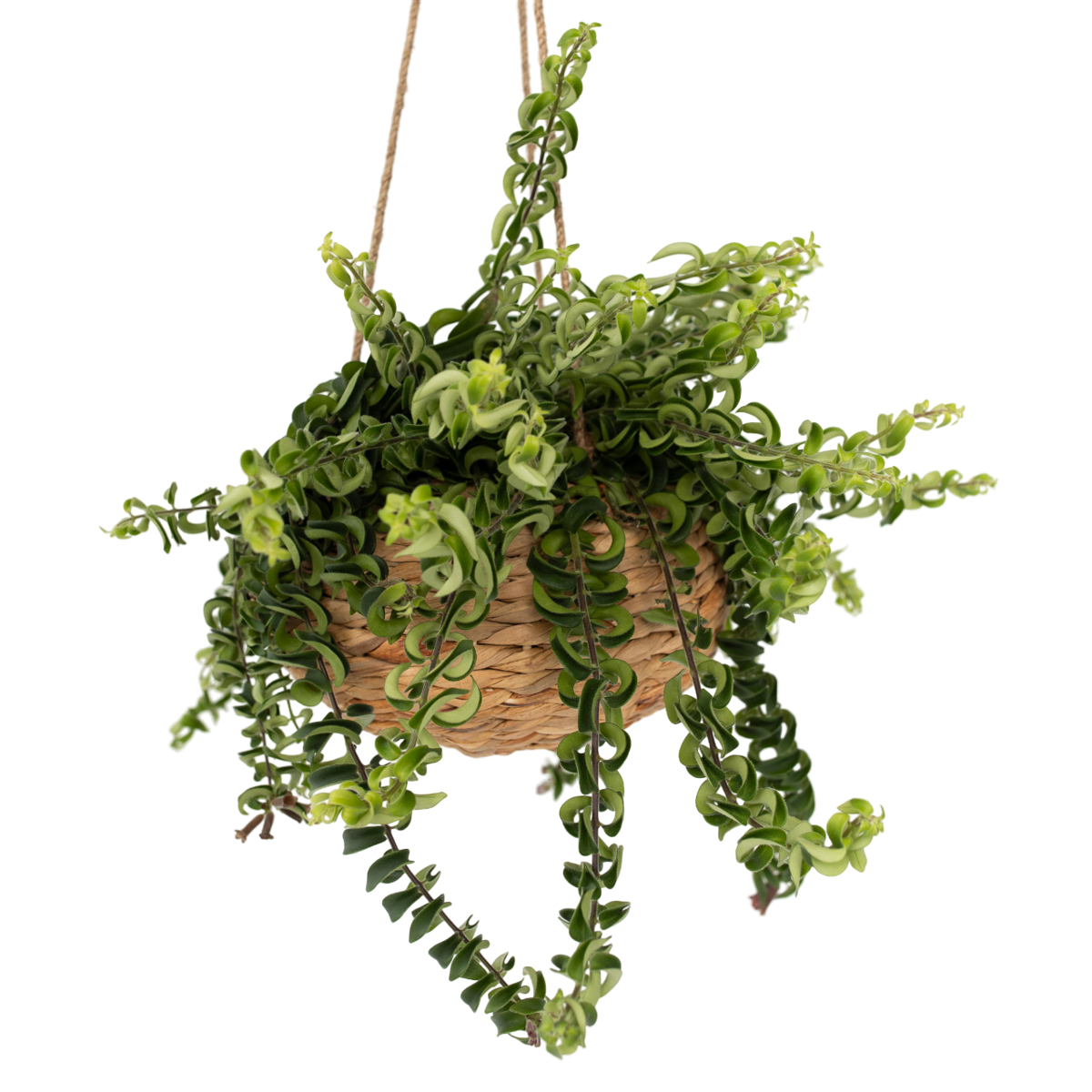 Plante rouge à lèvres - Aeschynanthus pulcher - Hauteur 20-30cm - ⌀15cm